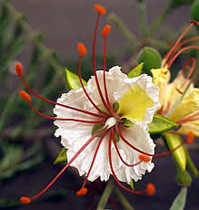 Image result for Delonix