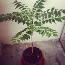 Cara menanam/pembibitan biji buah ajaib ditoples sosis agar cepat tumbuh dan berbuah hallo. Cara Penanaman Pokok Kari Yang Baja Organik Hormon Plus Facebook