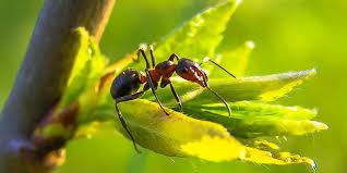 According to a survey, the most commonly infested places are the mattress (98.2%), boxspring. When Is Ant Season Atco Pest Control
