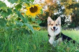 Maybe you would like to learn more about one of these? Dog Safe Plants Include Roses Sunflowers And Thyme