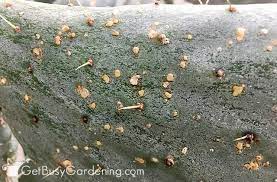 But the snake plant's winning feature? How To Get Rid Of Scale Insects On Houseplants For Good