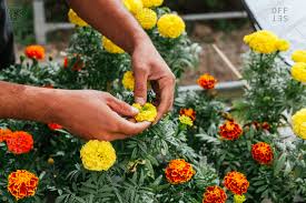 5 out of 5 stars. Marigold Stock Photos Offset