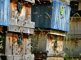Schrebergarten Was Kleingartner Wissen Mussen
