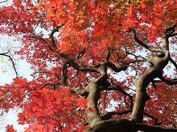 年末に紅葉 黄葉が輝く小石川植物園 団塊人の散歩道
