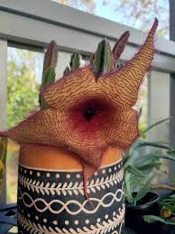 Image result for Stapelia gigantea