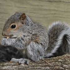 One of them has grey eyes. How To Tell How Old A Squirrel Is The Animalista