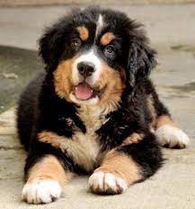Founding member of bmdcfl in 1979. Golden Mountain Dog Golden Retriever Bernese Mountain Mix Info And Pictures