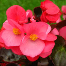 flowers that begin with b a to z flowers flowers that begin with b a to z flowers