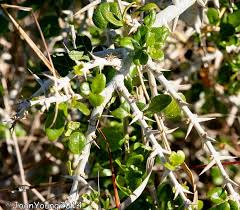 Image result for Catunaregam obovata