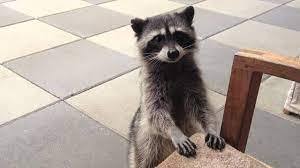 What do baby raccoons sound like. Raccoons Noises Youtube