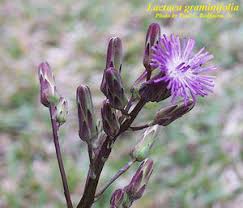 Image result for Lactuca ugandensis