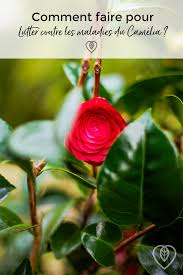 Comment Faire Pour Lutter Contre Les Maladies Du Camelia En 2020 Comment Planter Comment Faire Planter Mais