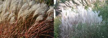 Image result for Miscanthus violaceus