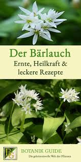 Wir verraten dir, wann der beste zeitpunkt zur ernte ist und die saison endet mit der blütezeit des bärlauchs, etwa anfang mai. Der Barlauch Ernte Heilkraft Leckere Rezepte Barlauch Saison Barlauch Barlauch Rezepte