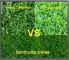 Untuk type rumput sintetis jepang 2cm ini cocok untuk dekorasi taman,dekorasi rumah,alas karpet dan dinding rumah. Rumput Zoysia Manila Vs Rumput Bermuda Vs Rumput St Augustine Rumput Asal Texas Amerika Tahun 2021 Rumput Taman Malang