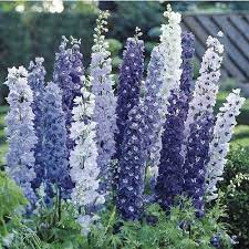 Blue Brothers Delphinium Duo Etsy In 2021 Delphinium Plant Bulb Flowers Delphinium
