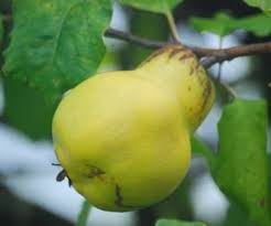 We did not find results for: Portugal Quince Fruit Trees For Sale Order Online