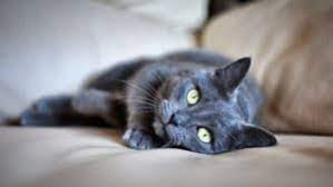 turkiye nin en populer kedi isimleri kedi kopek populer