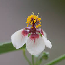 Image result for Abutilon austro-africanum