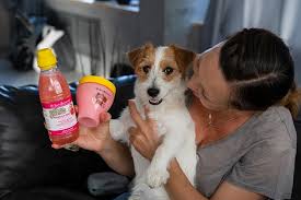 Почему важен домашний груминг для кошек и собак?