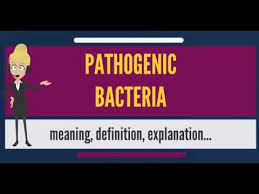 What Is Pathogenic Bacteria What Does Pathogenic Bacteria Mean Pathogenic Bacteria Meaning Youtube