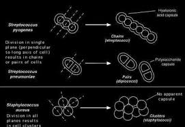 Image result for Group D Streptococcus