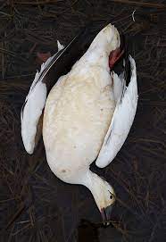 Eating Snow Geese - How To Cook And Eat A Snow Goose
