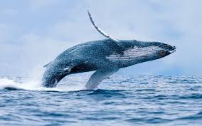 What were the doing in the pool? Why Do Whales Breach Wonderopolis