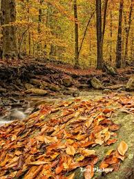 We did not find results for: Susquehanna State Park In Fall Picture Of Susquehanna State Park Havre De Grace Tripadvisor