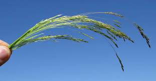 Image result for Agrostis continuata