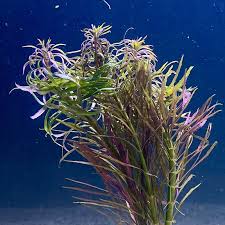 Image result for Pogostemon aquaticus