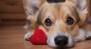 If you pick up a starving dog and make him prosperous, he will not bite you; Dog Love Quotes To Send Your Heart Into A Tail Spin