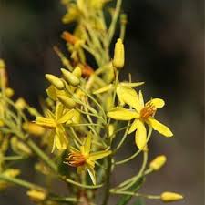 Image result for Rhabdophyllum affine