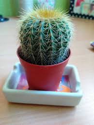 These succulents are ideal for use in your home or office. Young Cactus By Earthchild Cactus Flower Cactus Propagating Cactus