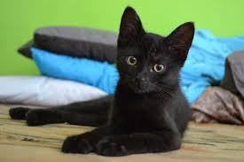 39 of the best names for black cats pictures. Short Coated Black Cat Cat Kitten Black Animal Pet Kitty Cute Black Kitten Eyes Pxfuel