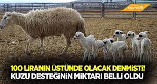 kuzu desteginin miktari belli oldu domates ekimi etli yaprakli bitkiler domates tohumu