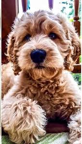 All of our children help with taking care of the puppies and assist with socialization. Nc Goldendoodle Breeder Located Near Raleigh In Clayton North Carolina Goldendoodle Breeders Goldendoodle Golden Retriever