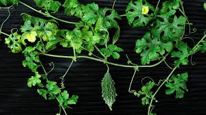 Image result for Momordica cabrae