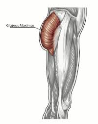 Butt Ology 101 How To Enhance Your Gluteal Muscles