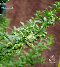 Image result for Scoparia