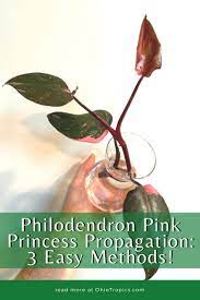 Philodendron Pink Princess Propagation 3 Easy Methods Pink Princess Philodendron House Plant Care