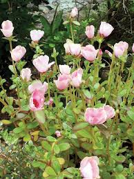 Image result for POKOK ROS