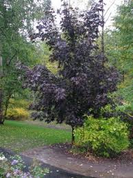 Maybe you would like to learn more about one of these? Prairie Splendor Norway Maple