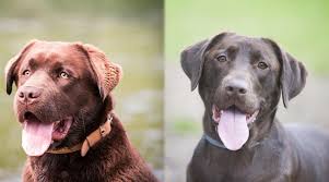 English chocolate lab puppies for sale in wisconsin. English Labrador Vs American Labrador What S The Difference