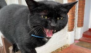 Komik Kedi Resimleri In 2020 Cats Animals Resi