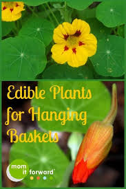 We did not find results for: 10 Edibles That Look Great In Hanging Baskets And Containers Mom It Forward Edible Plants Plants For Hanging Baskets Edible Landscaping