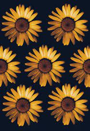 Looking for the best wallpapers? Background Sunflower And Black Image Sunflower Wallpaper Black Background 887x1280 Wallpaper Teahub Io