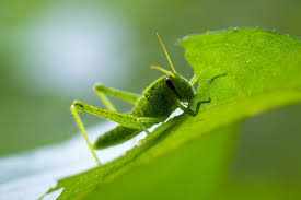 Is It A Grasshopper Or A Cricket In 2020 Grasshopper Cricket Animal Species