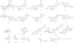 Image result for Eriosema montanum