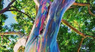 We did not find results for: Rainbow Eucalyptus Tree Why Is The Rainbow Eucalyptus Tree Wood Colorful Knovhov Com